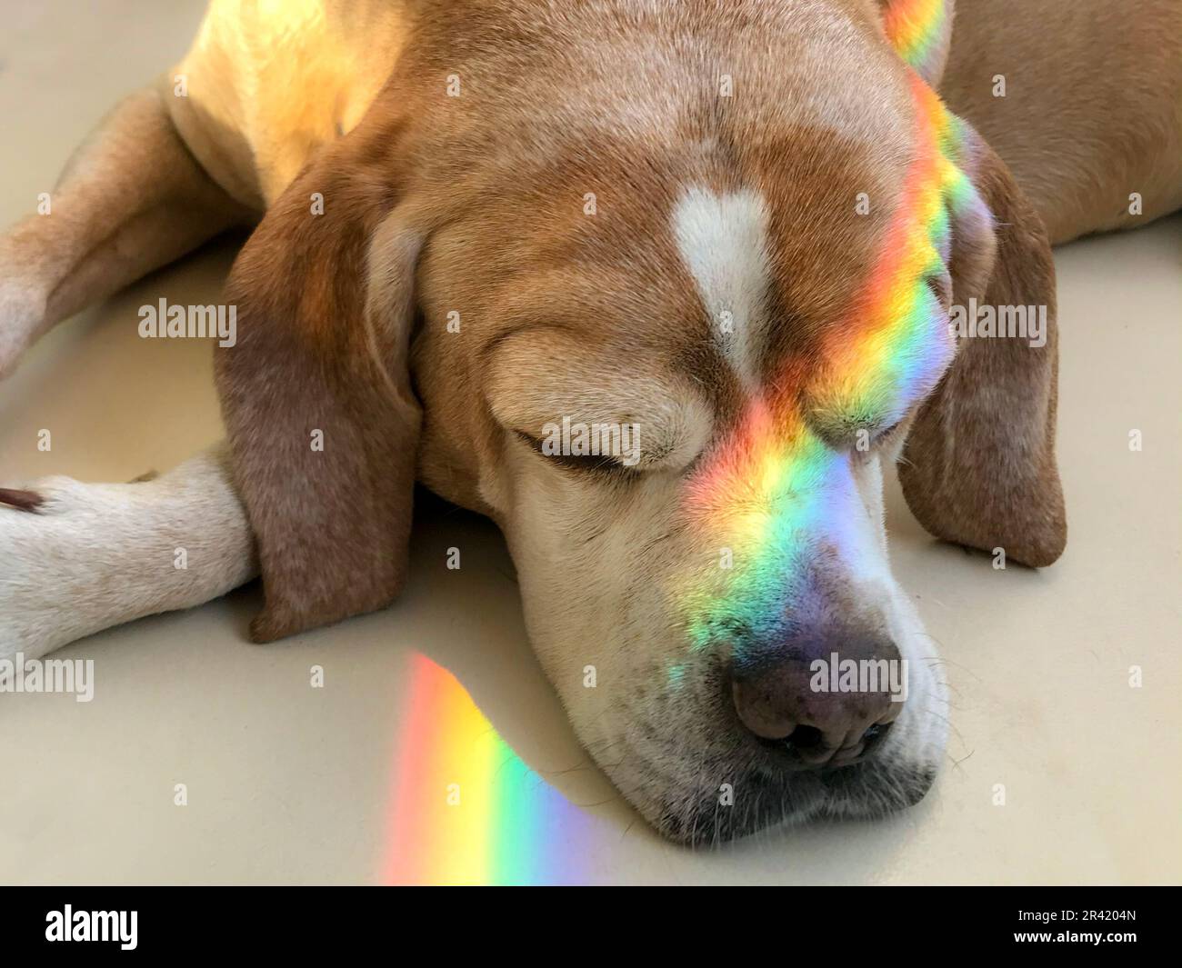 Chien endormi avec réflexion de lumière arc-en-ciel Banque D'Images