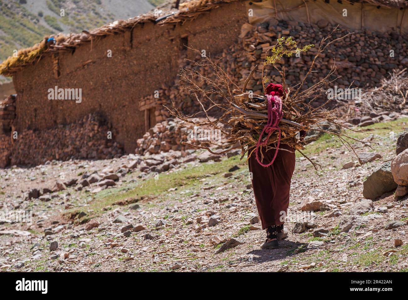 Femme transportant du bois de chauffage, Azib Ikkis, chaîne de montagnes de l'Atlas, maroc, afrique. Banque D'Images