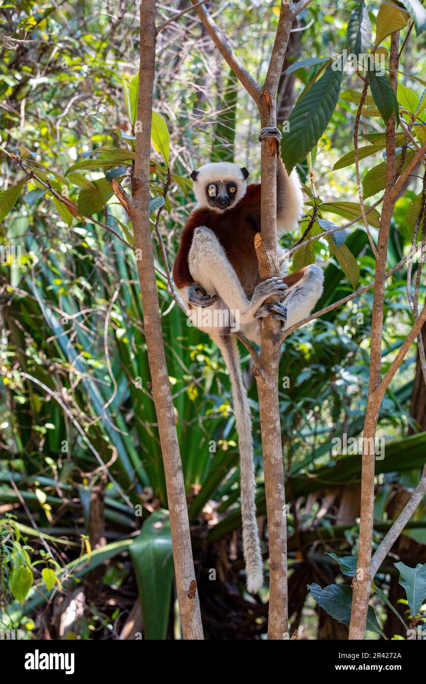 Le sifaka lemur de Coquerel, Propithecus coquereli, Madagascar animal ...