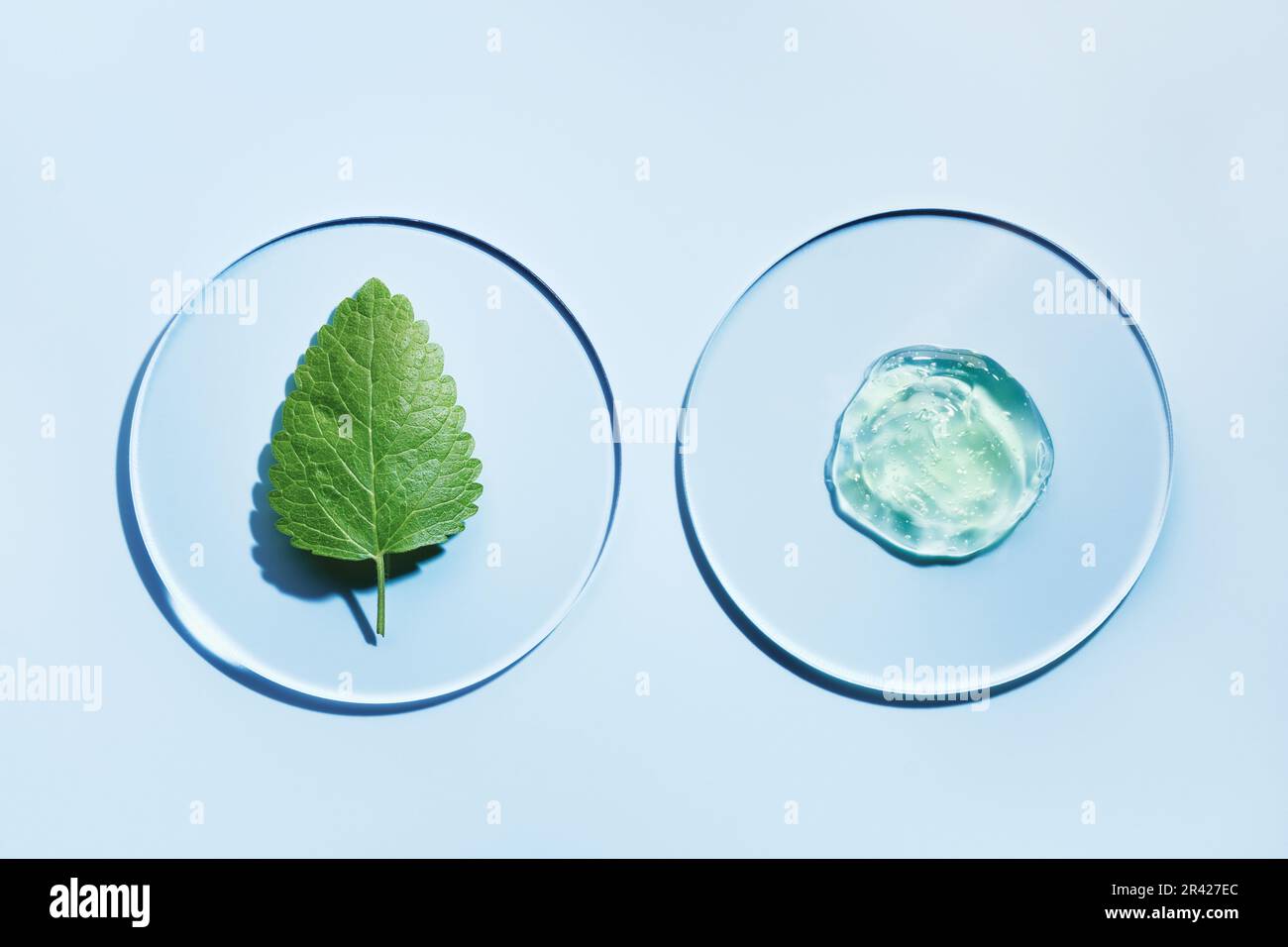 Échantillon de gels produit cosmétique et feuille verte dans un plat de pétri sur fond bleu, ombres dures. Science abstraite, médecine et BE Banque D'Images