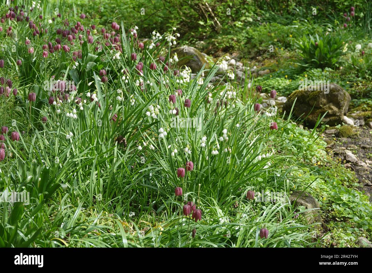 Leucojum aestivum, flocon de neige d'été Banque D'Images