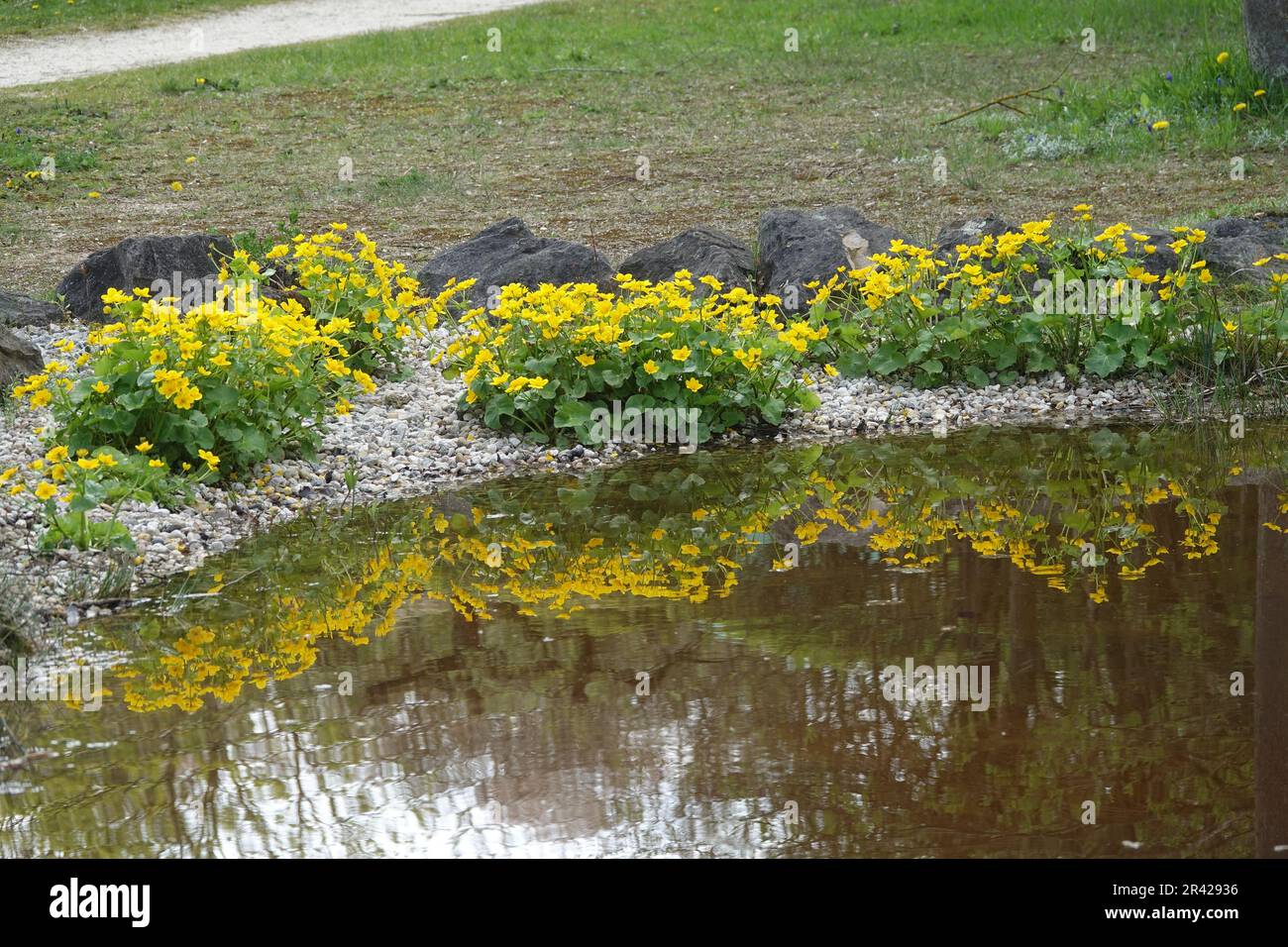 Maltha palustris, kingscup Banque D'Images