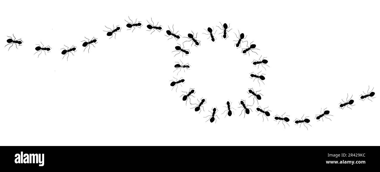 Des lignes de fourmis noires encerclent un espace vide pouvant être utilisé pour le texte ou l'illustration dans une illustration isolée sur un arrière-plan blanc. Illustration de Vecteur