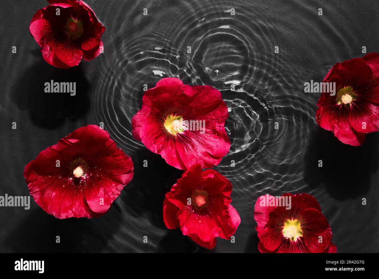 Mouler les fleurs sur fond d'eau noire avec des cercles concentriques et des ondulations. Concept de spa de beauté naturelle, espace copie Banque D'Images