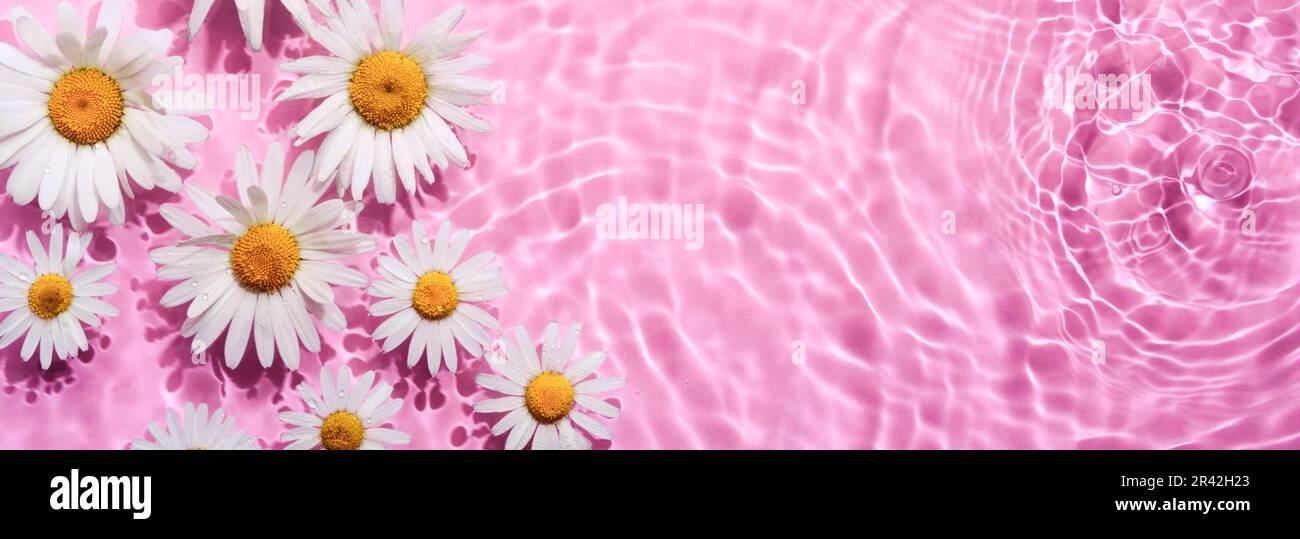 Fleurs de camomille en bannière d'eau rose avec des cercles concentriques et des ondulations.Concept de spa de beauté naturelle, espace copie Banque D'Images