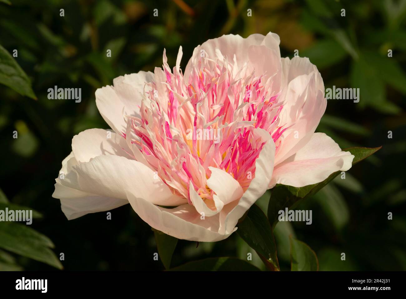 Dites-pivoine, Adelman Peony Garden, Brooks, de l'Oregon Banque D'Images