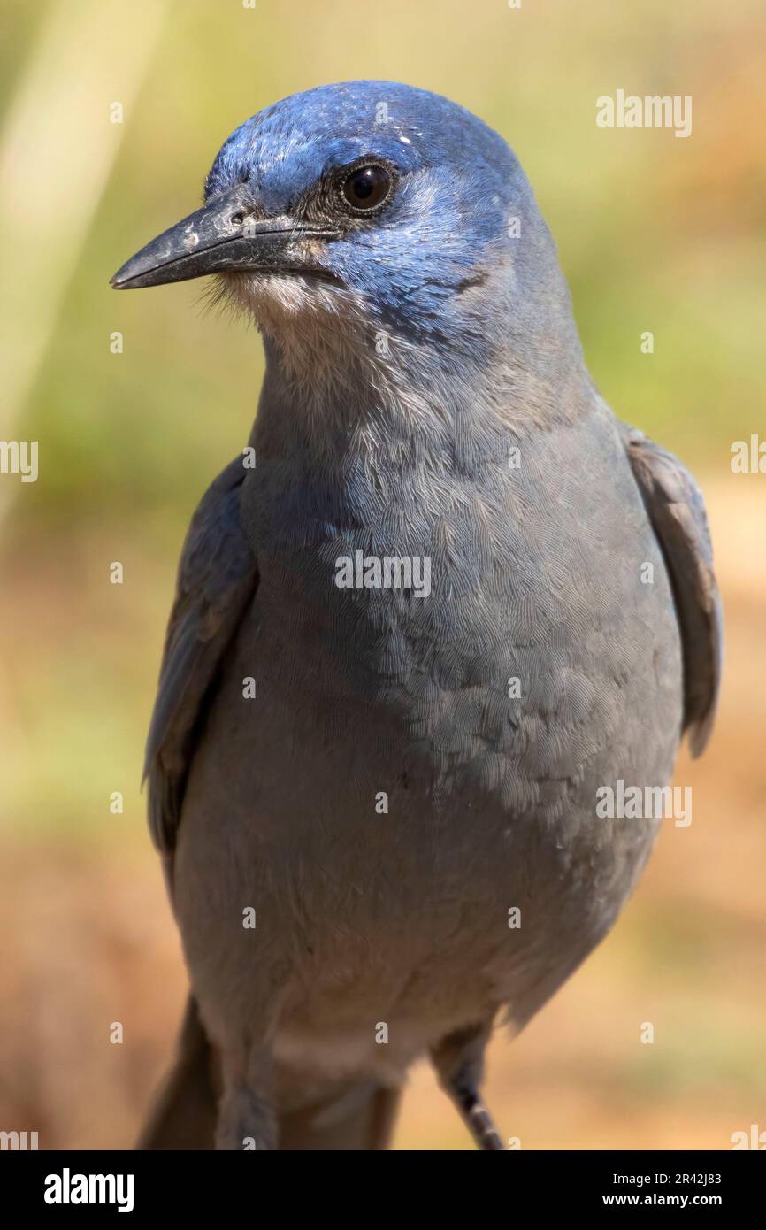 Pinyon jay (Gymnorhinus cyanocephalus), observation des aveugles du lac Cabin, forêt nationale de Deschutes, Oregon Banque D'Images