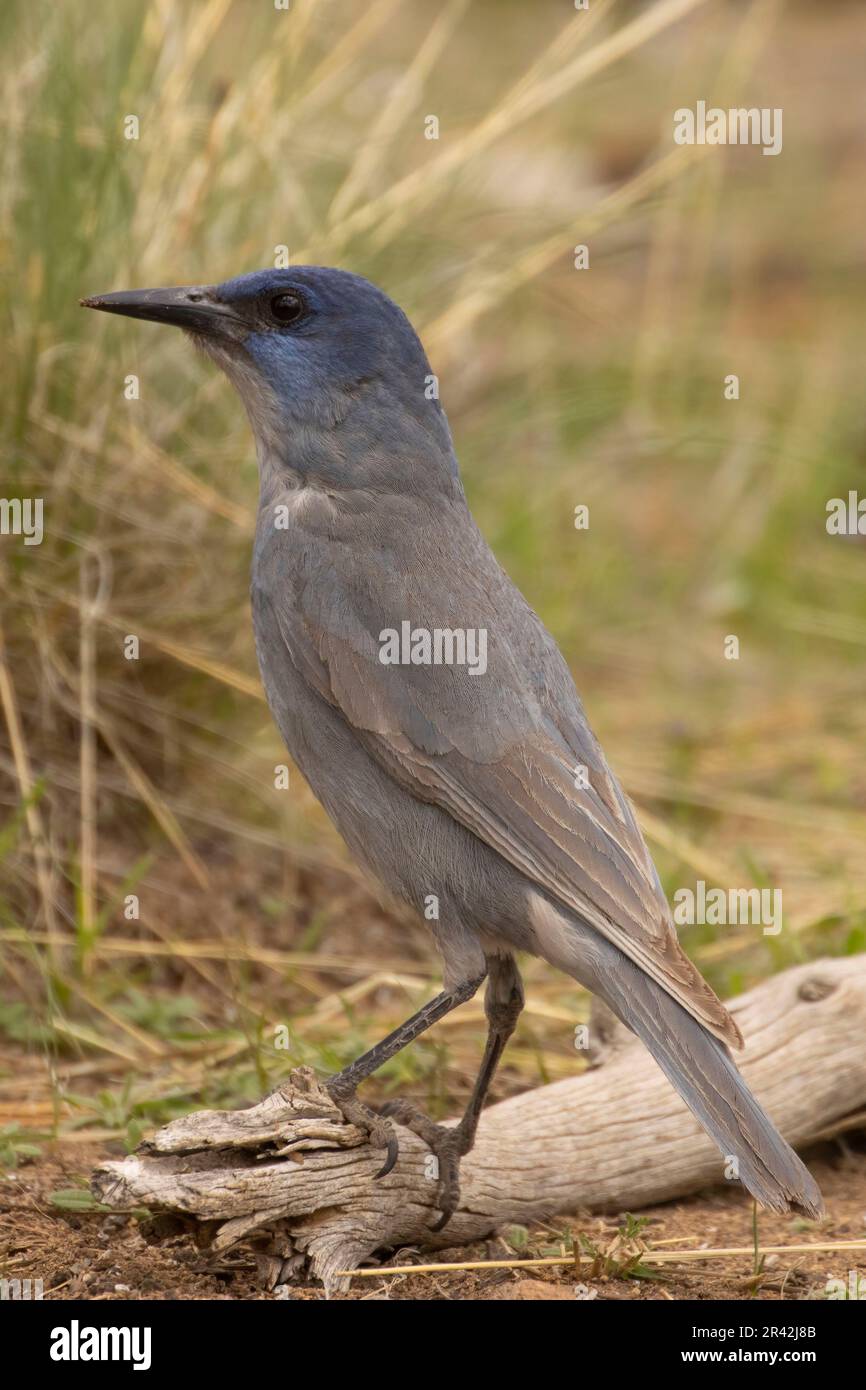 Pinyon jay (Gymnorhinus cyanocephalus), observation des aveugles du lac Cabin, forêt nationale de Deschutes, Oregon Banque D'Images