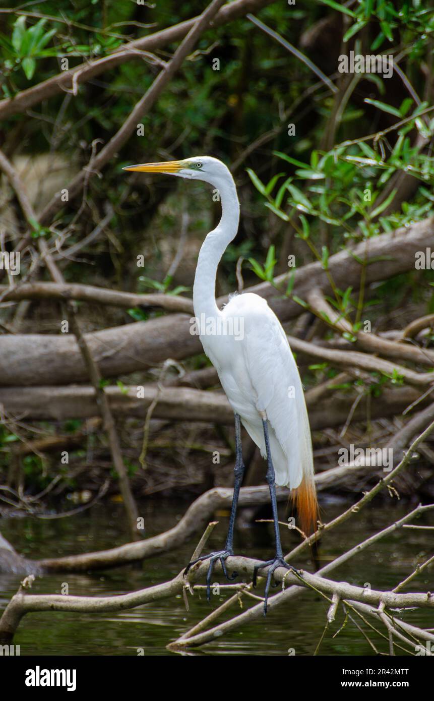 Grand Egret blanc au lagon de Tres Palos à Acapulco Banque D'Images