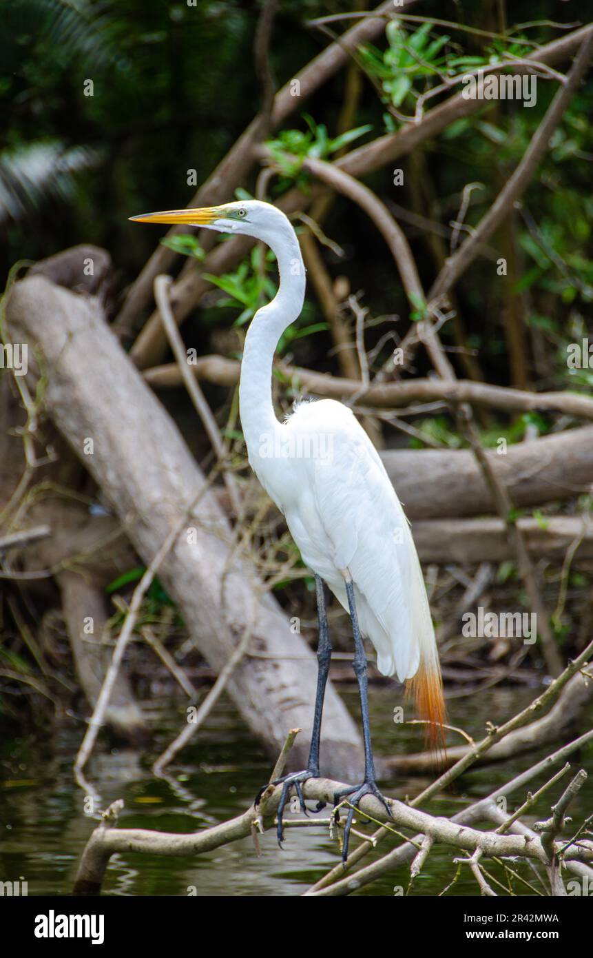 Grand Egret blanc au lagon de Tres Palos à Acapulco Banque D'Images