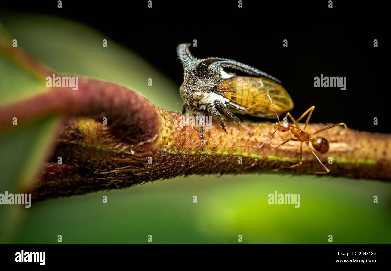 Gros plan d'une étrange trémie (trémie à cornes) sur la branche d'arbre avec des fourmis rouges, foyer sélectif, photo macro de l'insecte dans la nature. Banque D'Images