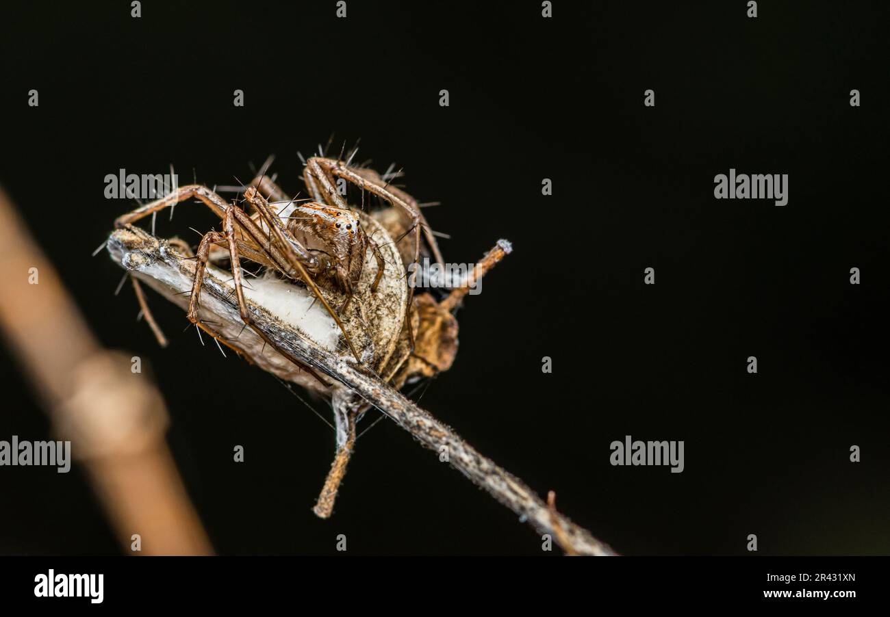 Une araignée lynx femelle est assise sur une branche d'arbre, Macro photo d'un insecte dans la nature, foyer sélectif. Banque D'Images