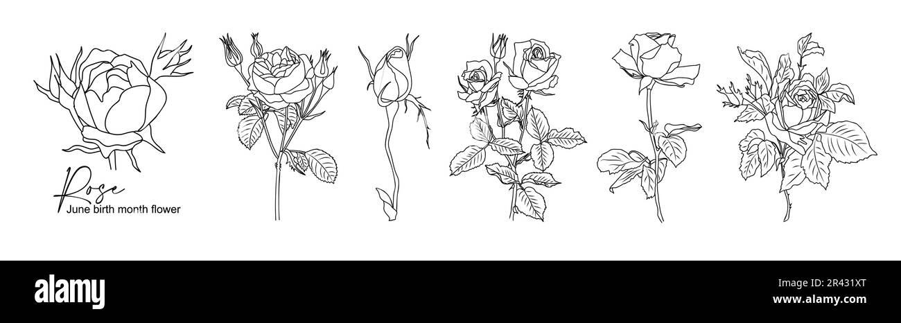 Rose juin naissance mois fleur ligne art vecteur ensemble. Illustration de Vecteur