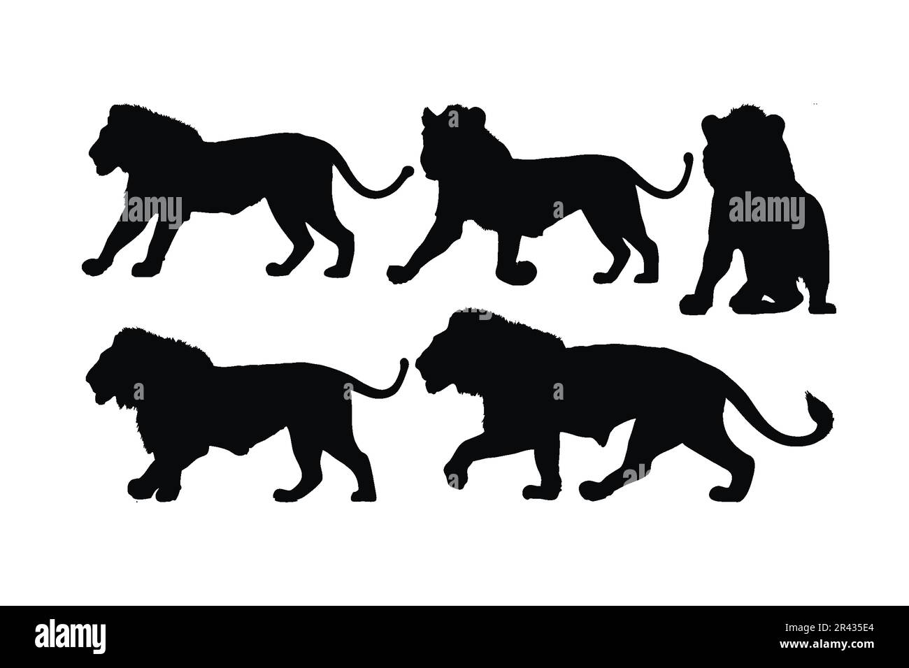 Lions marchant dans différentes positions, vecteur de jeu de silhouette. Collection de silhouettes lion pour adultes sur fond blanc. Animaux carnivores sauvages comme les grands Illustration de Vecteur