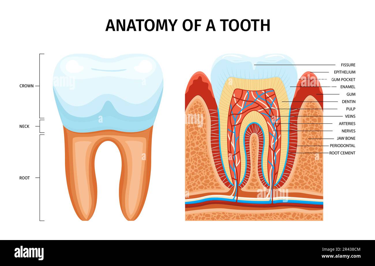 Infographies de l'anatomie des dents avec légendes de texte modifiables pointant vers la dent en coupe avec des nervures de la dentine et de l'émail vecteur illustration Illustration de Vecteur