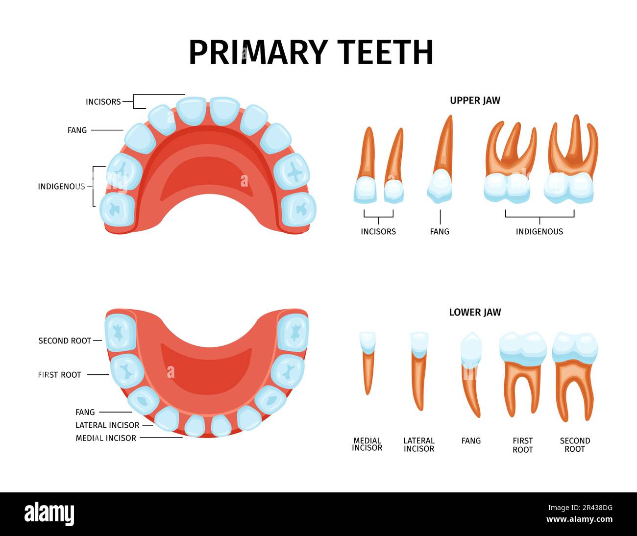 Ensemble anatomique des dents de bébé avec icônes isolées des mâchoires supérieure et inférieure avec légende de texte modifiable illustration vectorielle Illustration de Vecteur