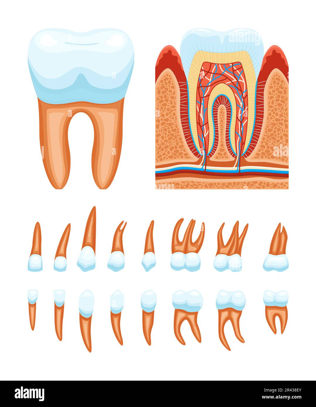 Ensemble d'icônes de l'anatomie des dents avec des vues de profil de la structure des dents et des images isolées illustration de vecteurs de racines multiples Illustration de Vecteur