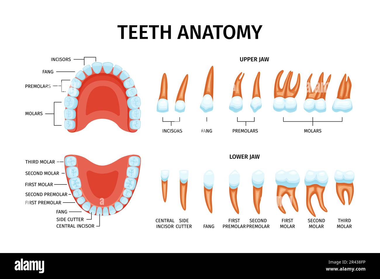 Tableau anatomique des dents adultes ensemble d'images des dents isolées avec mâchoires supérieure et inférieure et illustration vectorielle textuelle Illustration de Vecteur