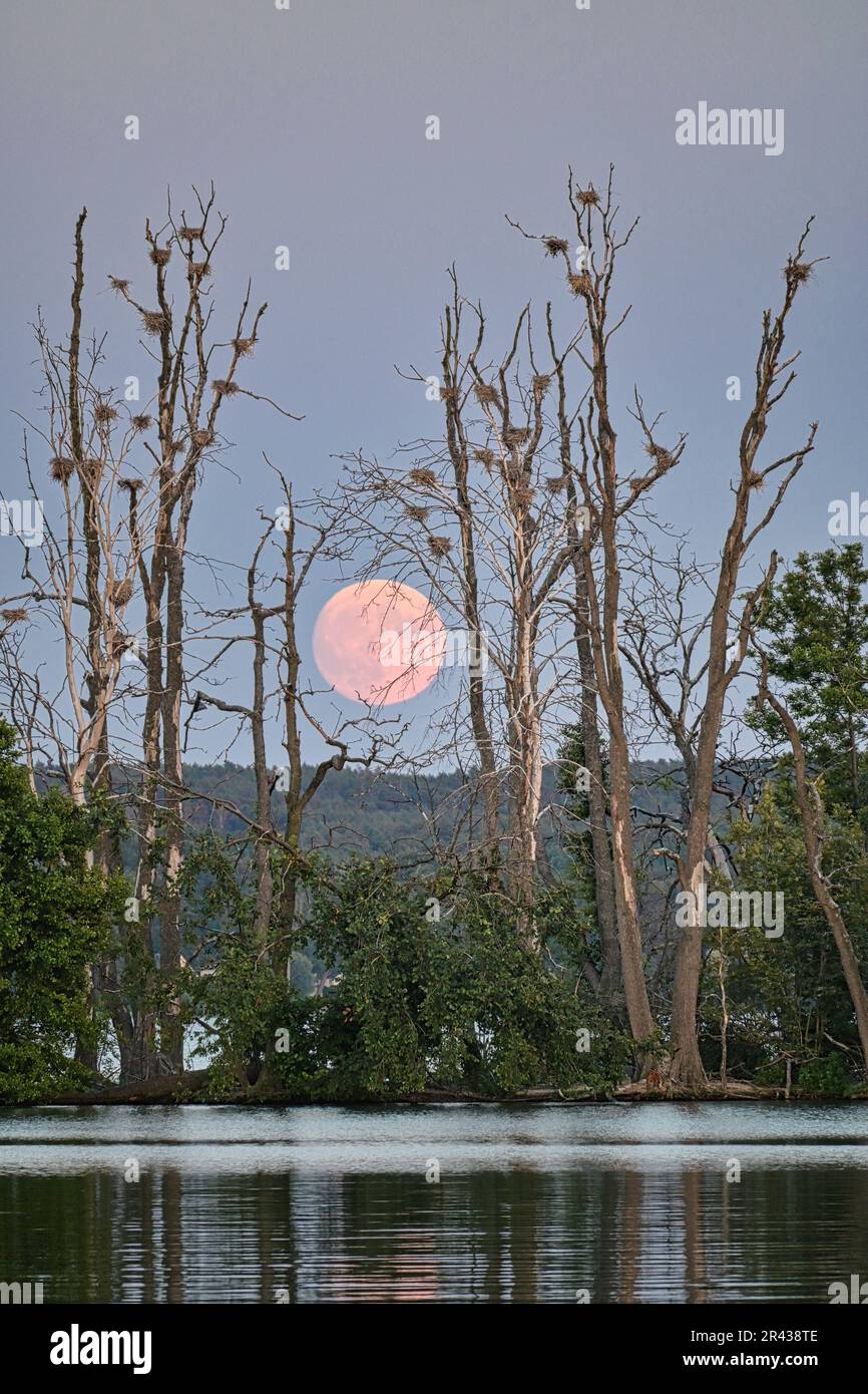 Une île dans le lac, au lever de la lune Banque D'Images