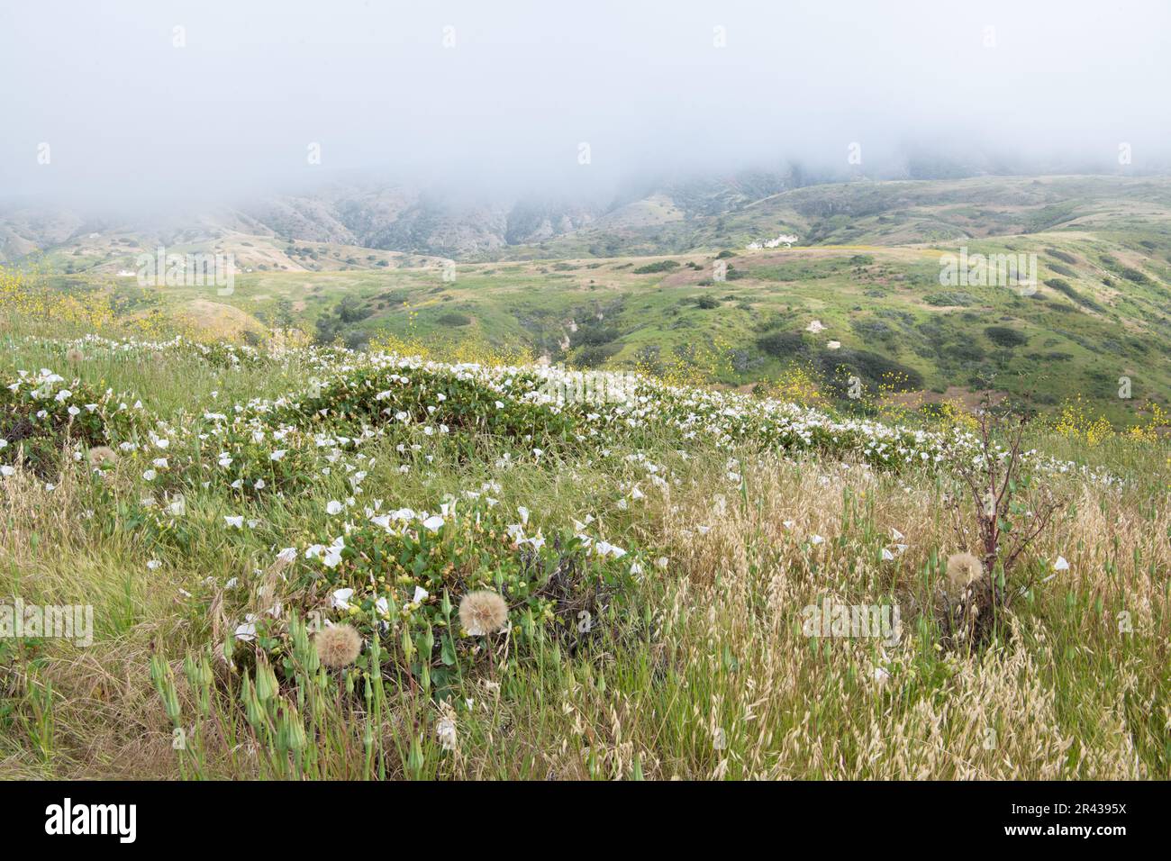 La gloire matinale de l'île (Calystegia macrostegia) fleurit sur l'île de Santa Cruz dans le parc national des îles Anglo-Normandes, en Californie. Banque D'Images