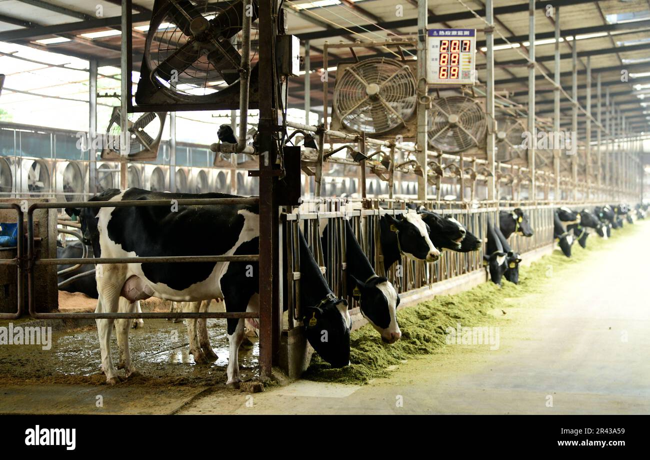 HAI'AN, CHINE - le 26 MAI 2023 - Une ferme de bétail moderne à la ferme laitière de Xiangyang, gérée en usine, à Hai 'an, province de Jiangsu, Chine, 26 mai 2023. THI Banque D'Images