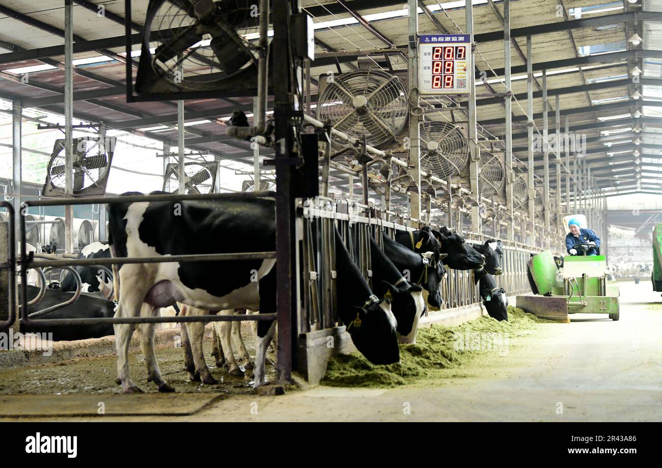 HAI'AN, CHINE - 26 MAI 2023 - les employés travaillent à l'alimentation mécanisée à la ferme laitière de Xiangyang à Hai 'an, province de Jiangsu, Chine, 26 mai 2023. Ce fa Banque D'Images