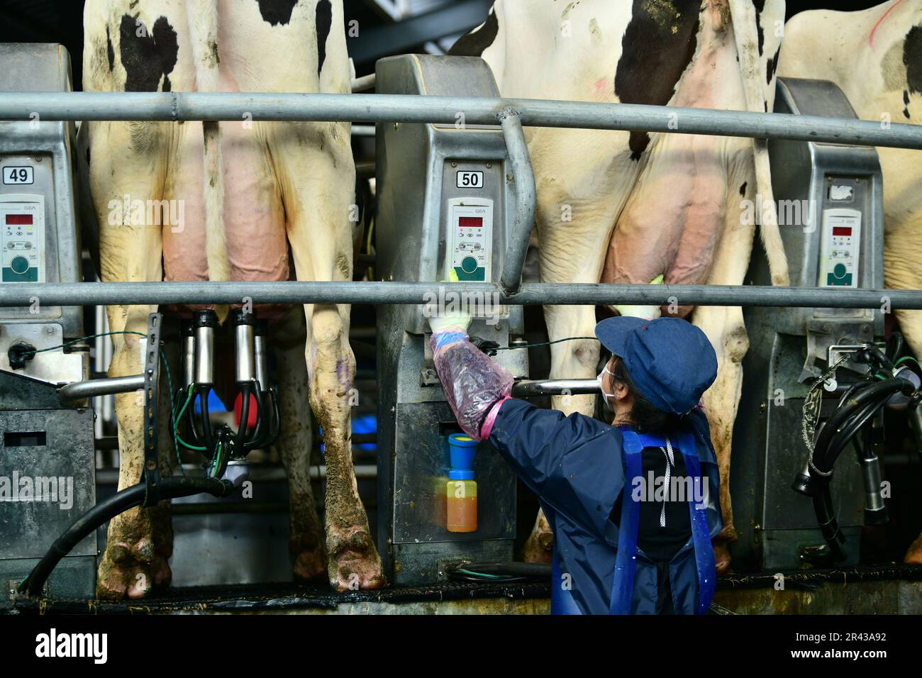 HAI'AN, CHINE - le 26 MAI 2023 - les employés de la ferme laitière de Xiangyang gérée en usine effectuent des opérations de traite rotative à Hai 'an, province de Jiangsu, Chine, Banque D'Images