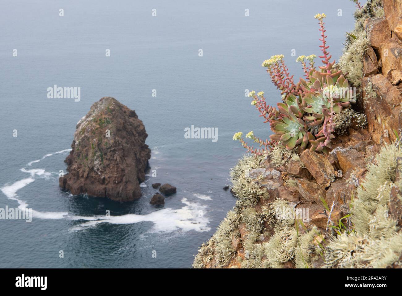 Greene's liveforever, Dudleya greenei, de l'île de Santa Cruz dans le parc national des îles Anglo-Normandes, Californie. Une plante rare endémique aux îles. Banque D'Images