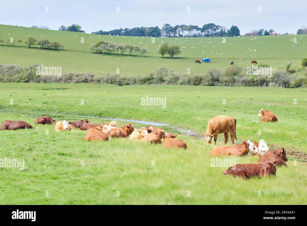 Temps de repos pour un troupeau de bovins dans une ferme de South Downs, Sussex, Angleterre. Banque D'Images