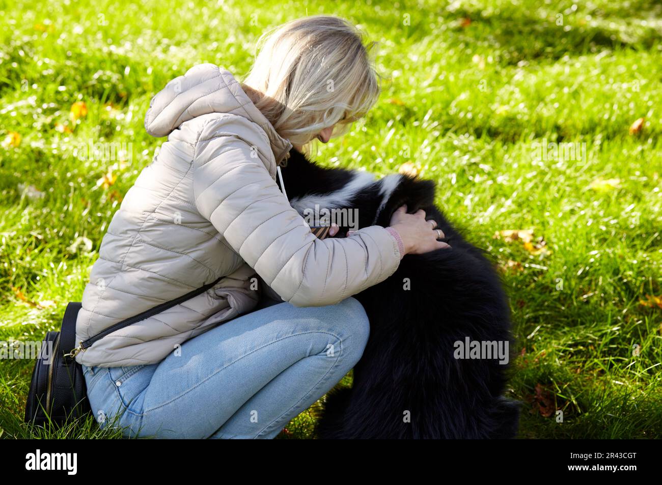 Le propriétaire joue avec un chien laika sibérien dans le parc d'automne. Amitié d'un chien et d'une femme Banque D'Images