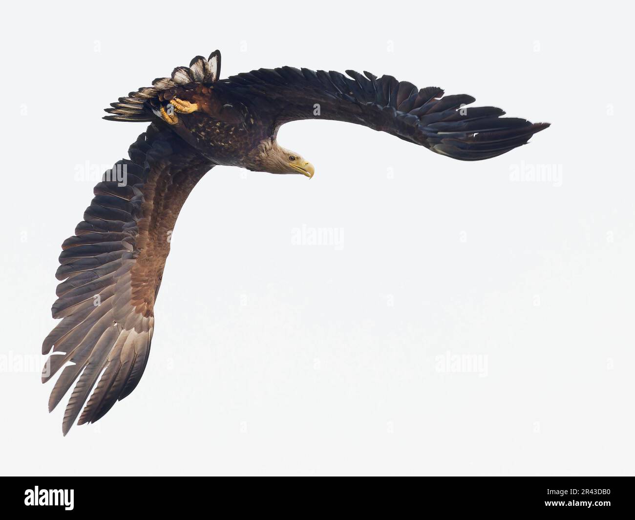 Aigle à carreaux blancs volant . Les ailes se déploient. Arrière-plan blanc. Banque D'Images