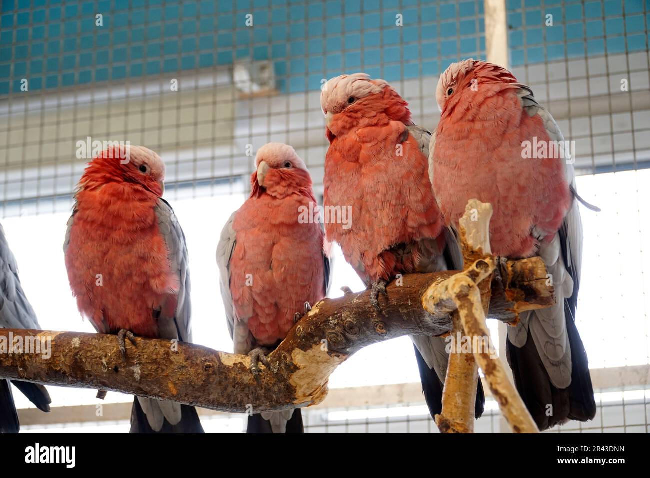 Quatre perroquets de Cockatoo roses et gris percent sur une branche Banque D'Images