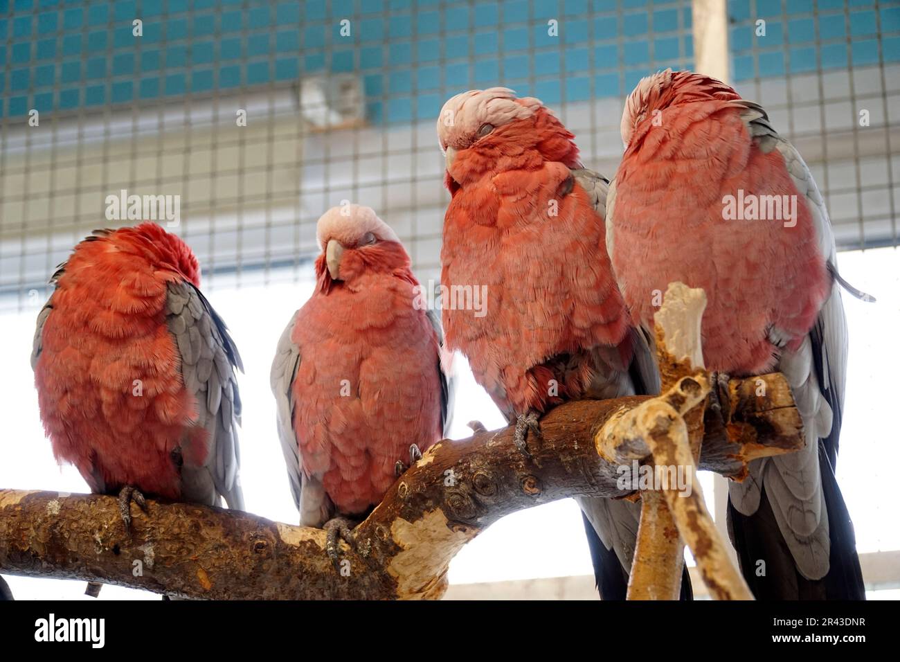 Quatre perroquets de Cockatoo roses et gris percent sur une branche Banque D'Images