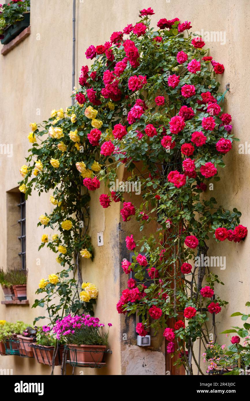 PIENZA, TOSCANE, ITALIE - MAI 18 : Roses autour de la porte d'une propriété à Pienza, Toscane, Italie le 18 mai 2013 Banque D'Images