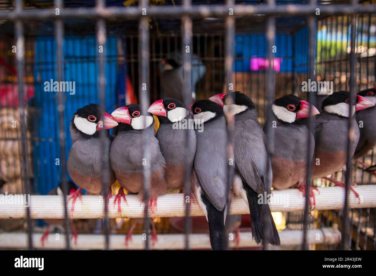 Java sparrow. Oiseaux en cages à vendre au splendide marché animalier de Malang Banque D'Images