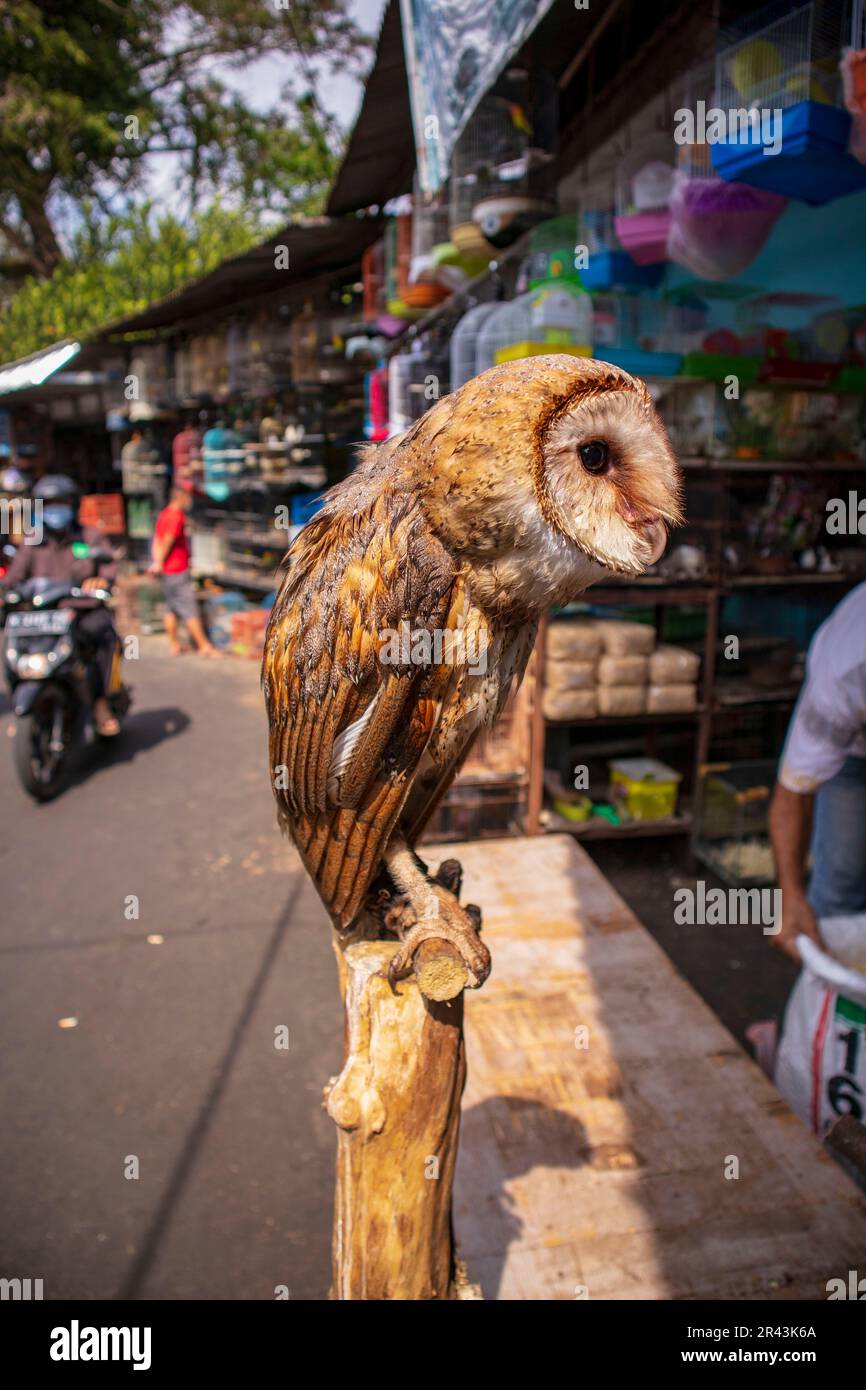 Un bel hibou au marché des animaux de Malang Splendid Banque D'Images