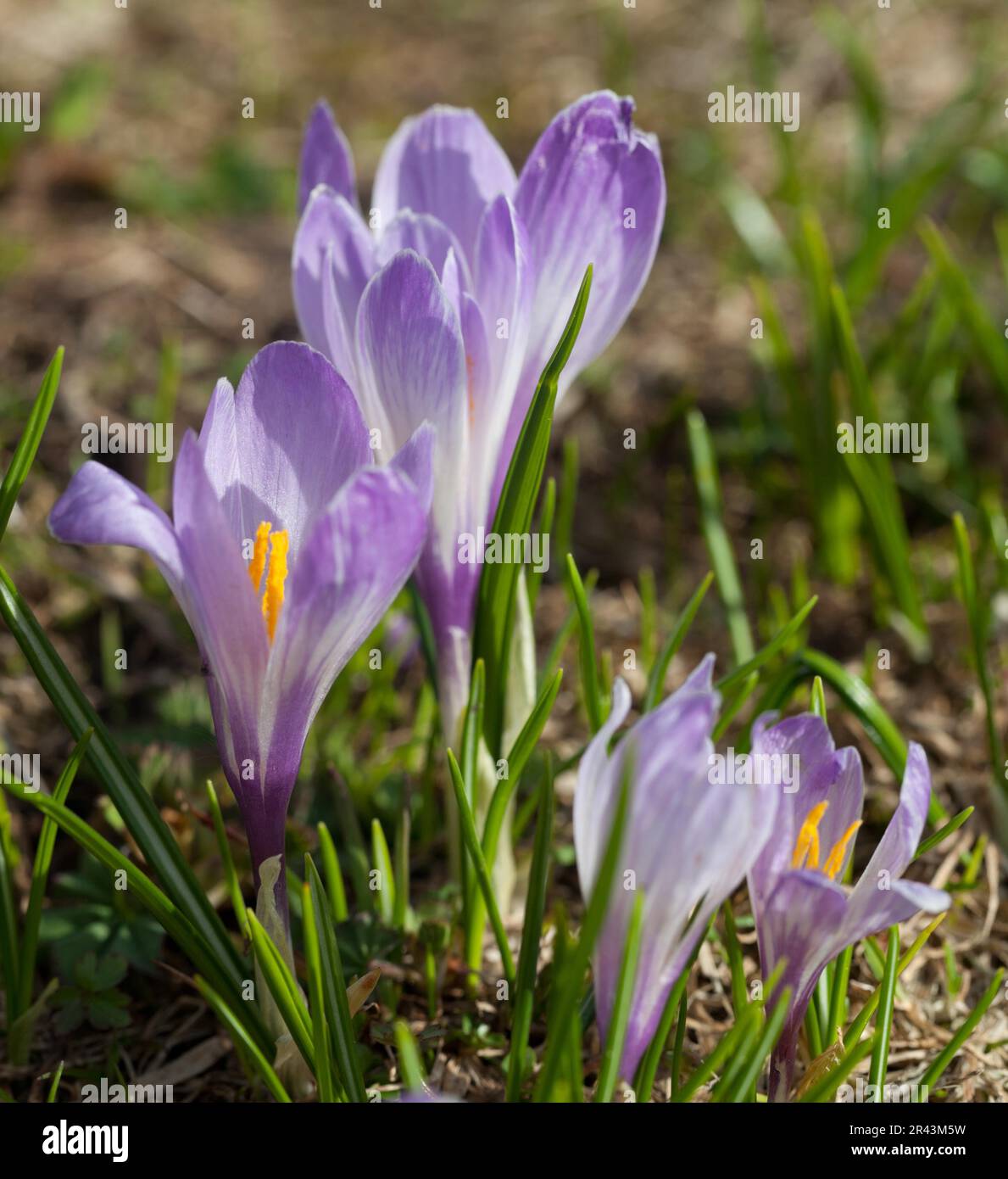 fleurs de Crocus Banque D'Images