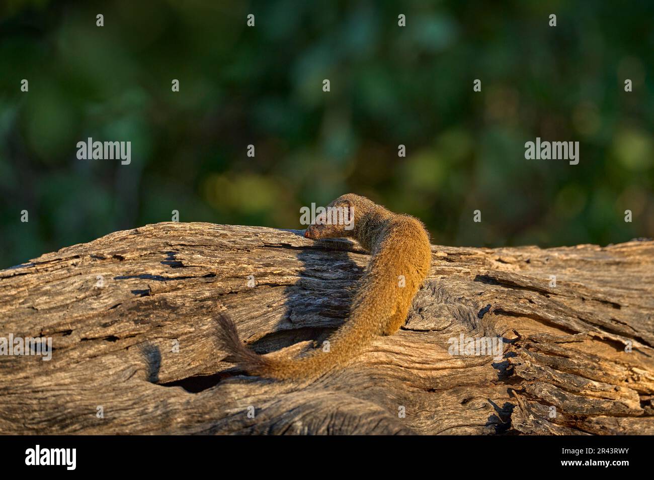 Nain, Helogale parvula, animal sur le tronc de l'arbre dans le delta de l'Okavango au Botswana. Mongoose dans l'habitat naturel, Afrique. Nature faune. Veille Banque D'Images