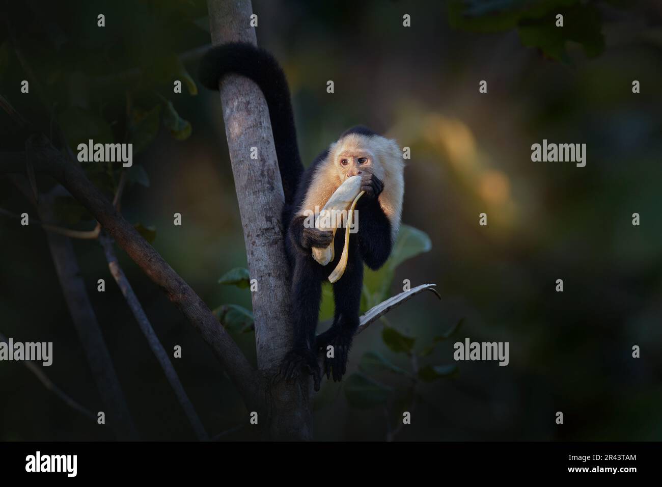 Nourriture de banane en main Capuchin à tête blanche, imitateur de Cebus, singe noir assis sur la branche d'arbre dans la forêt tropicale sombre. Faune du Costa Rica. Tr Banque D'Images