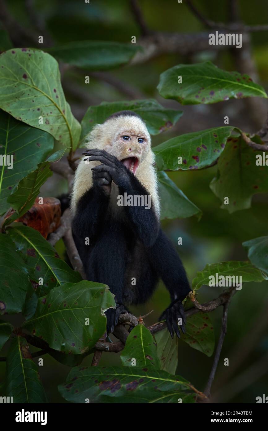 Capuchin à tête blanche, imitateur Cebus, singe noir assis sur une branche d'arbre dans la forêt tropicale sombre. Faune du Costa Rica. Vacances de voyage en cent Banque D'Images