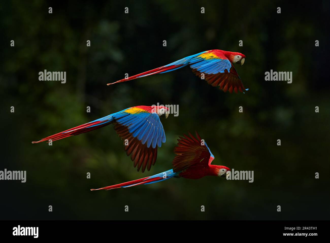 Perroquet rouge volant dans une végétation vert foncé. Scarlet Macaw, Ara macao, en forêt tropicale, Brésil. Scène sauvage de la nature. Perroquet en vol dans le Banque D'Images