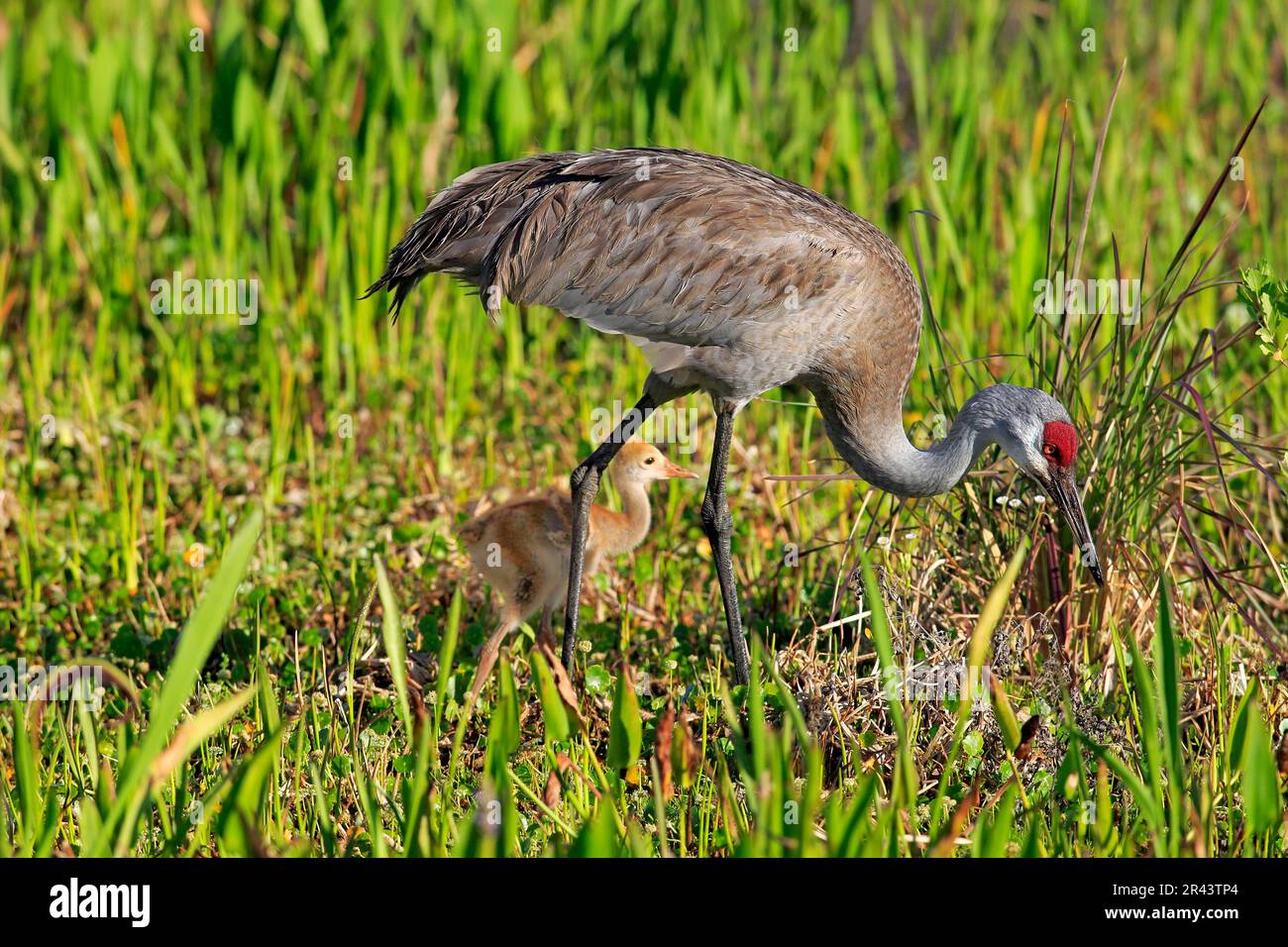 Grue à sable (Grus canadensis), adulte avec juvénile, zones humides de Viera, comté de Brevard, Floride, Amérique du Nord, États-Unis Banque D'Images