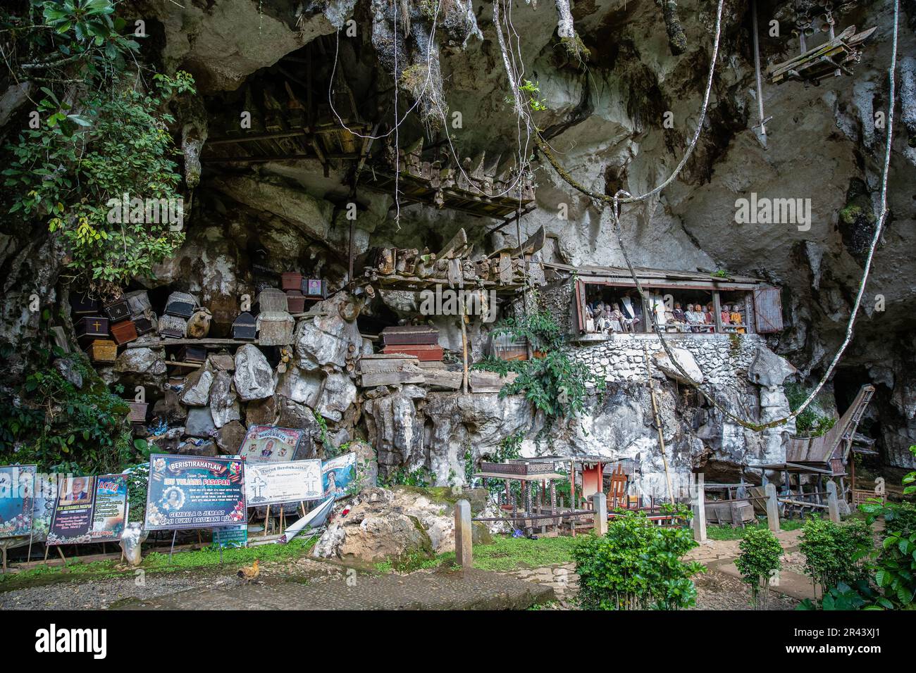 Cérémonie funéraire Toraja, Tana Toraja, Sulawesi, Indonésie Banque D'Images