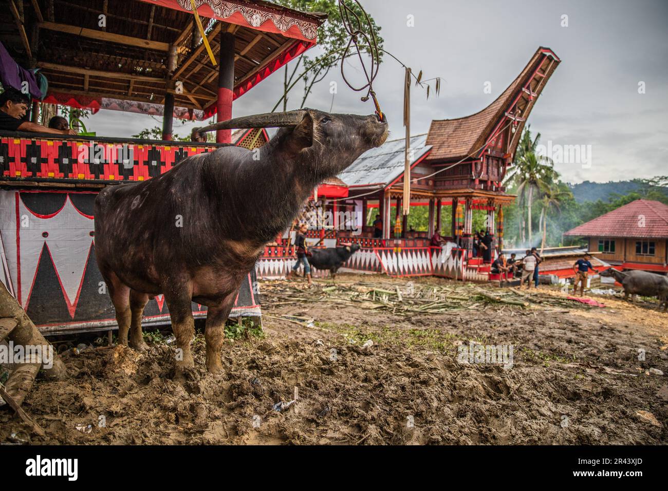 Cérémonie funéraire Toraja, Tana Toraja, Sulawesi, Indonésie Banque D'Images