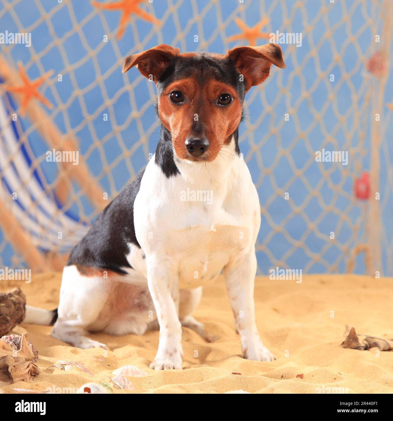 Jack Russell Terrier Banque D'Images