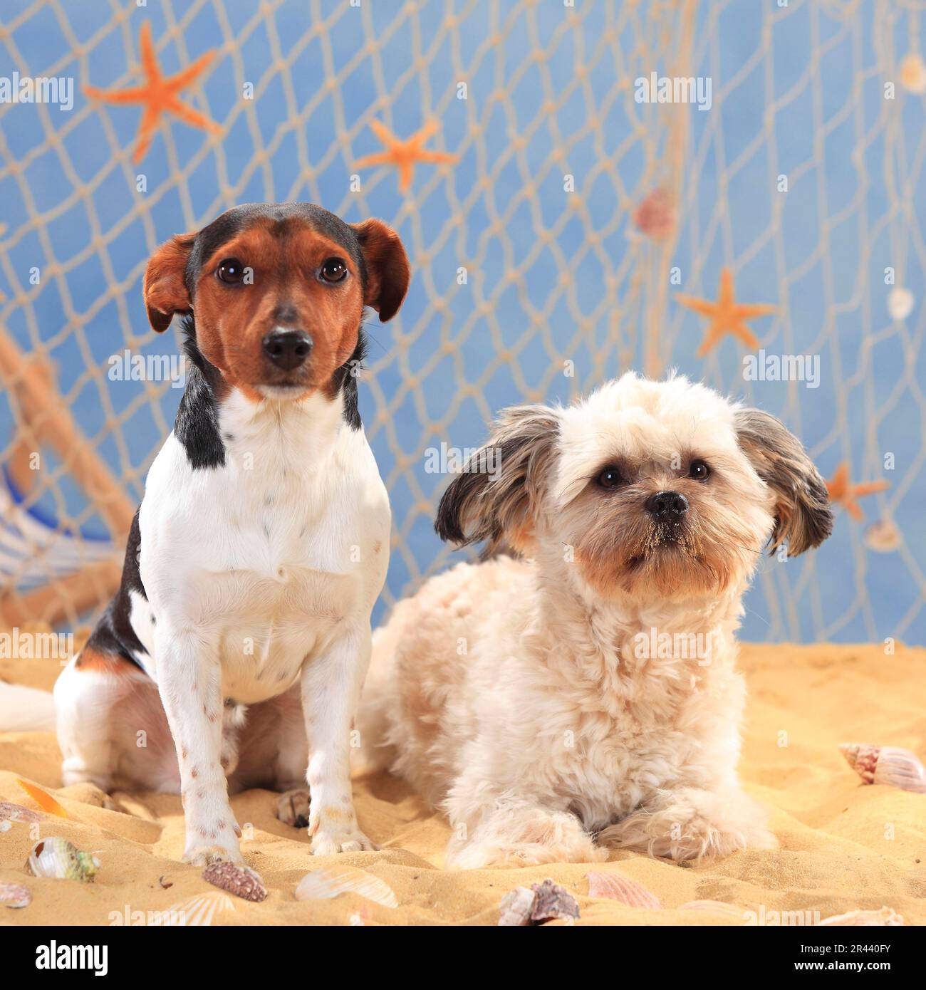 Jack Russell Terrier et chien mixte, hommes Banque D'Images