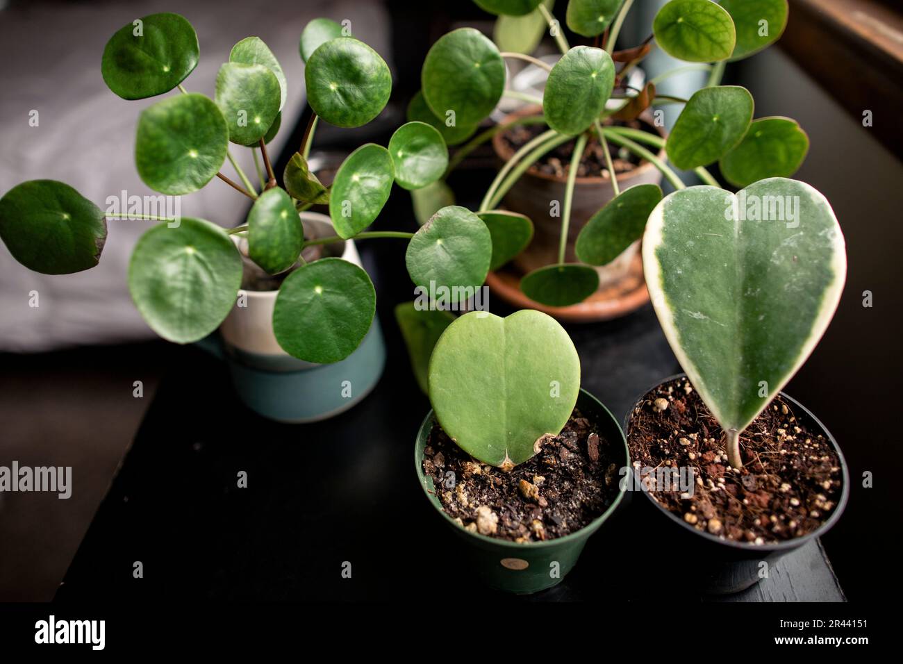 Photo au-dessus des plantes d'intérieur sur la table de nuit à côté de la fenêtre Banque D'Images