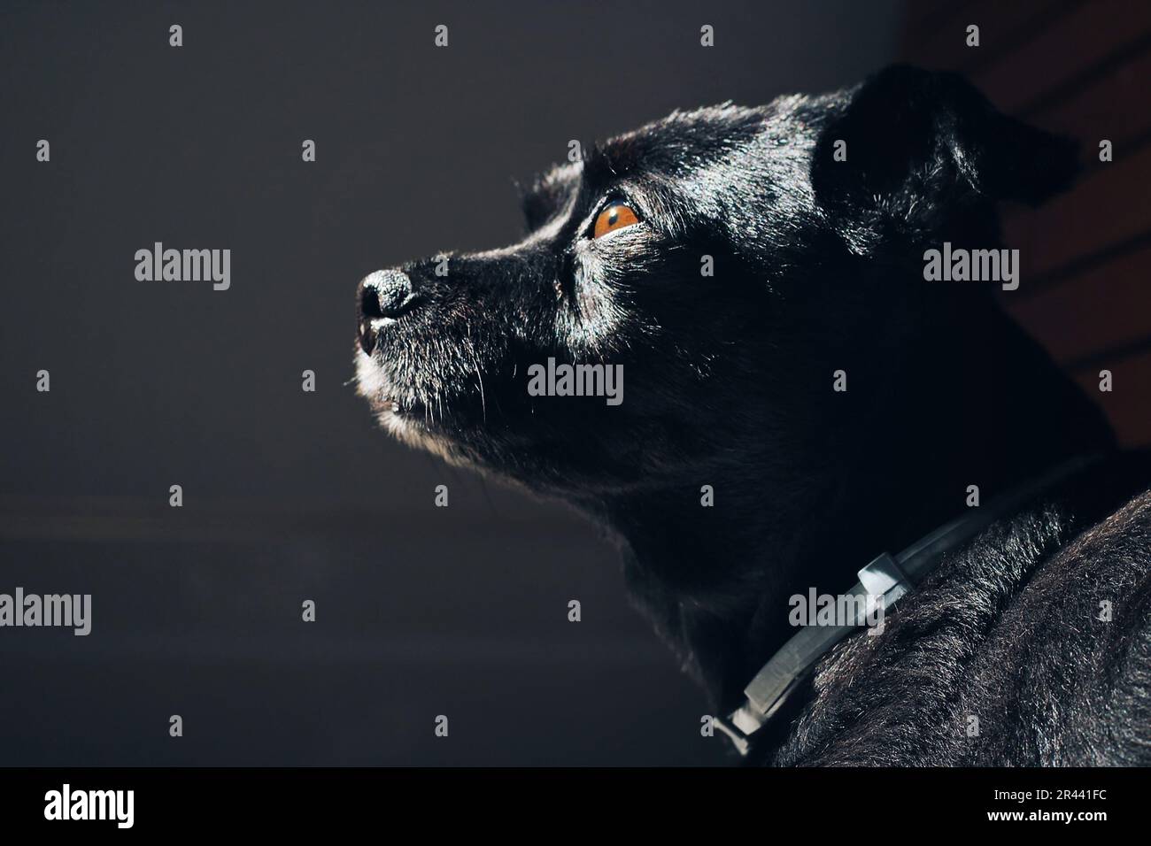 Chien noir avec les yeux bruns regardant vers le haut. Banque D'Images
