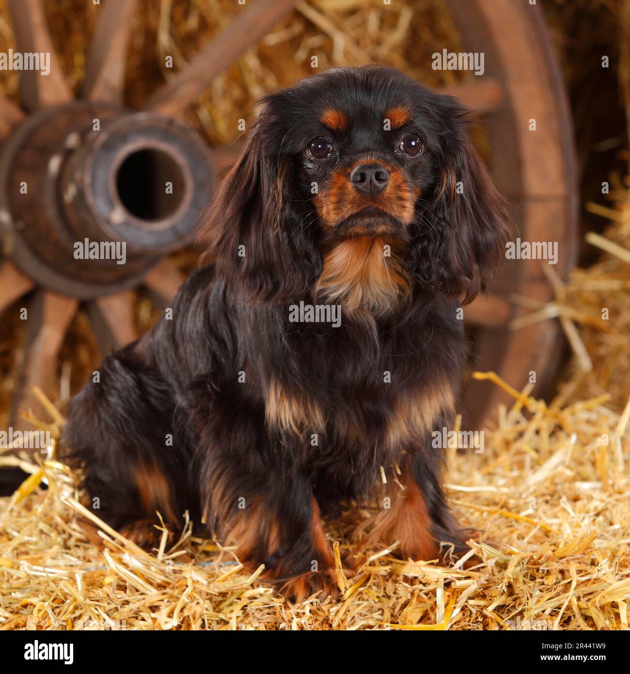 Cavalier King Charles, noir et brun clair, 6 mois Banque D'Images