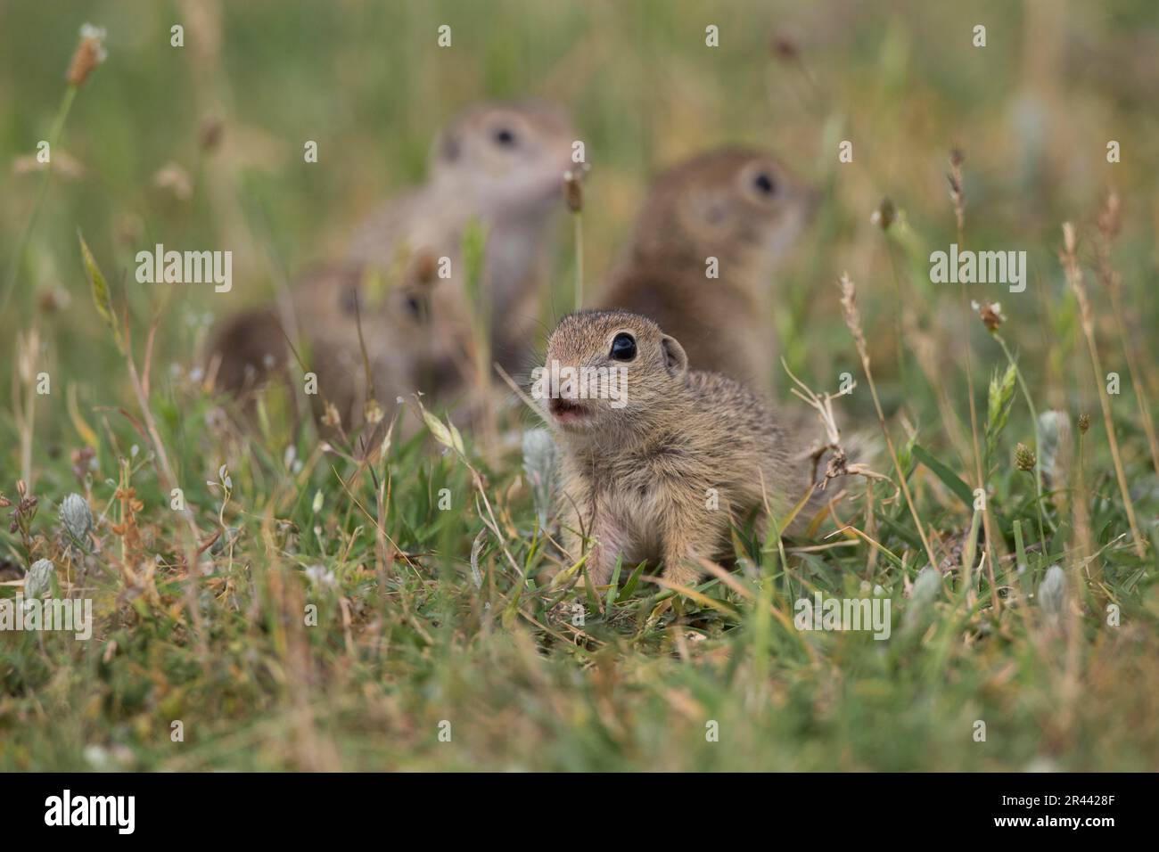 Souslik européen (Spermophilus citellus), Bullary/ Banque D'Images